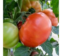 Marshalls Garden Super Marmande Semi-Bush Tomato Seeds 55 Seeds