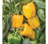 Marshalls Garden Sweet Afterglow Pepper Seeds - 10 Seeds (Capsicum Annuum)
