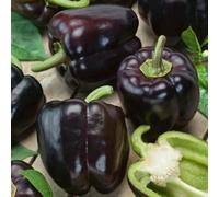 Marshalls Garden Sweet Cardinal F1 Pepper Seeds - 15 Per Pack, Disease-Resistant, High-Yield