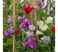Marshalls Garden Sweet Pea Arrangers Blend Seeds - Mixed Colours, Long-Stem, Fragrant, 4-Month Growth