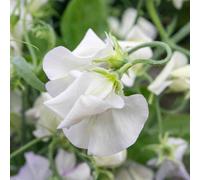 Marshalls Garden Sweet Pea 'romeo' Seeds - Bicolour, Highly Scented, Ideal For Cut Flowers