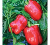 Marshalls Garden Sweet Pepper Seeds Bellrouge 10 Seeds For Patio And Greenhouse