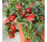 Marshalls Garden Sweet Red Skin Pepper Seeds 8 Pack - Dwarf High-Yield Capsicum Annuum