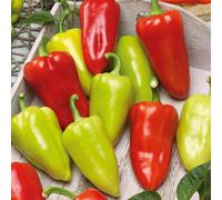 Marshalls Garden Sweet Slavus Pepper Seeds (Capsicum Annuum) Pack Of 8 Early High-Yield
