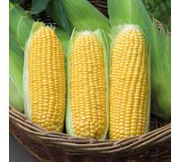 Marshalls Garden Sweetcorn Seeds Moonshine F1 - Super-Sweet, High Yield, 50 Seeds