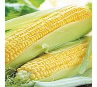 Marshalls Garden Sweetcorn Seeds Rising Sun 30 Seeds Early-Maturing Supersweet
