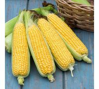 Marshalls Garden Sweetcorn Seeds 'tyson' F1 - 30 Seeds, High-Yield Sweetcorn