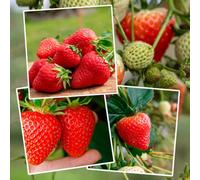 Marshalls Garden Sweetest Tasting Strawberry Plant Collection (Marshmello, Sweetheart, Symphony) 15 X Bare Root