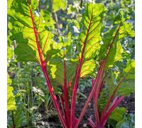 Marshalls Garden Swiss Chard 'rhubarb' Seeds 150 Pack