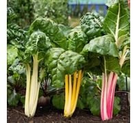 Marshalls Garden Swiss Chard Seeds 'bright Lights' 100 Seeds Rhs-Recognised Variety