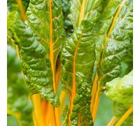 Marshalls Garden Swiss Chard Seeds 'bright Yellow' Rhs Awarded High-Yield Variety 200 Seeds
