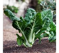 Marshalls Garden Swiss Chard Seeds Fordhook Giant - 500 Seeds