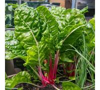 Marshalls Garden Swiss Chard Seeds 'pink Peppermint' - 50 Seeds High-Yield Vegetable Seed