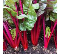 Marshalls Garden Swiss Chard Seeds Red Magic 50-Seed Pack
