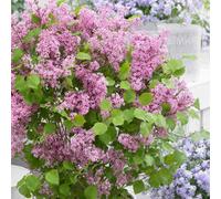 Marshalls Garden Syringa 'flowerfesta Pink' - Compact Fragrant Dwarf Lilac, 3 X 9Cm