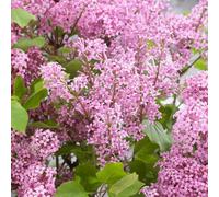 Marshalls Garden Syringa 'flowerfesta Pink' Dwarf Lilac 3L Plant, Pink Hardy Shrub 3 Litre Plant