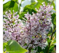 Marshalls Garden Syringa Patula 'miss Kim' Fragrant Purple Lilac Shrub 3L Pot