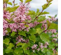 Marshalls Garden Syringa 'pink Perfume' Dwarf Lilac - Fragrant Pink Shrub 7.5 Litre