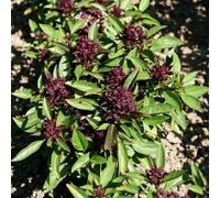 Marshalls Garden Thai Basil Seeds (Ocimum Basilicum) 350 Seeds For Pots And Containers