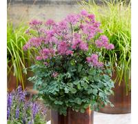 Marshalls Garden Thalictrum Little Pinkie 9Cm