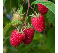 Marshalls Garden Thornless Raspberry 'glen Mor' - Pre-Rooted High-Yield Plant For Patio And Small Gardens 2 Litre Long Cane