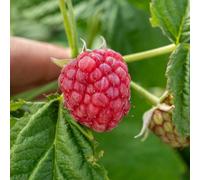 Marshalls Garden Thornless Raspberry 'joan J' Compact, High-Yield, Autumn-Fruiting Primocane 3 Bare Root