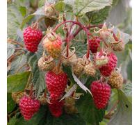 Marshalls Garden Thornless Raspberry Plant Autumn Treasure, Hardy High-Yield Variety 5 X Bare Root