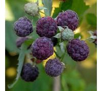 Marshalls Garden Thornless Raspberry Plant 'glen Coe' Rare Purple High-Yield For Pots 3 X 2 Litre Plants