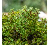 Marshalls Garden Thyme Plant 'archers Gold' Lemon-Scented Golden Foliage 3 X 9Cm Plants