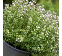 Marshalls Garden Thyme (Thymus Vulgaris) Hardy, Fragrant Perennial Herb For Pots And Borders 1 Litre