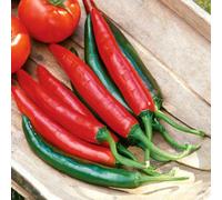 Marshalls Garden Tokyo Hot Chilli Pepper Seeds, Compact High-Yield Cayenne, 8 Seeds