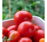 Marshalls Garden Tomato Seeds 'ailsa Craig' - 55 Seeds Classic Medium Flavour Tomatoes