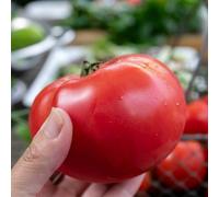 Marshalls Garden Tomato Seeds Big Daddy, 15 Seeds, High-Yield, Disease-Resistant