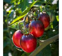 Marshalls Garden Tomato Seeds 'black Moon' 8 Pack - Gourmet Red-Black Fruits, 2M Plants