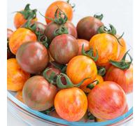Marshalls Garden Tomato Seeds Bumble Bee Mix - Striped Cherry Tomatoes 10 Seeds