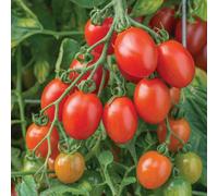 Marshalls Garden Tomato Seeds Bush Montello F1 Approx 6 Seeds