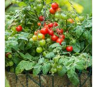 Marshalls Garden Tomato Seeds Cherry Bitonto F1 Compact Patio Variety, 8 Seeds