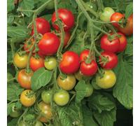 Marshalls Garden Tomato Seeds 'cherry Falls' F1 - 10 Seeds Trailing Cherry Tomato For Hanging Baskets And Small Gardens