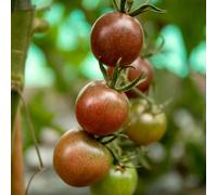 Marshalls Garden Tomato Seeds - Chocolate Cherry (Approx. 10 Seeds)