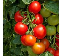 Marshalls Garden Tomato Seeds 'cocktail Crush' Blight-Resistant Sweet 40 G Cocktail Tomatoes 10 Seeds