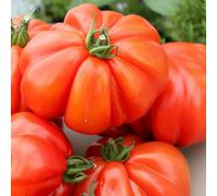 Marshalls Garden Tomato Seeds Corazon F1 Large Oxheart Beefsteak Variety 5 Seeds