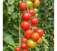 Marshalls Garden Tomato Seeds Cordon Maisey F1 High-Yield British-Bred Variety 8 Seeds