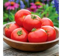 Marshalls Garden Tomato Seeds 'crimson Crush' - Blight Resistant, 15 Seeds
