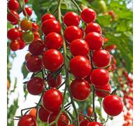 Marshalls Garden Tomato Seeds Crokini - High Yield Cherry Cordon, Pack Of 8