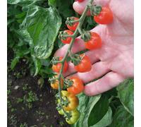 Marshalls Garden Tomato Seeds 'fraise' - 15 Pack Strawberry-Shaped Cherry Tomatoes