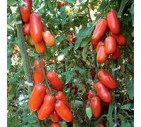 Marshalls Garden Tomato Seeds Giulietta 6 Pack Italian Plum Variety