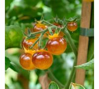 Marshalls Garden Tomato Seeds Gold Berries - Golden Cherry Variety 8 Seeds