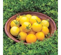Marshalls Garden Tomato Seeds 'honey Delight' F1 - Yellow Cherry Cordon (8 Seeds)