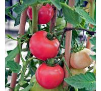 Marshalls Garden Tomato Seeds 'honeymoon' F1 - 6 Pack