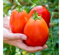 Marshalls Garden Tomato Seeds 'mama' Compact Patio Paste Tomato 15 Seeds